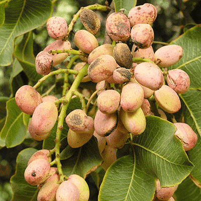 Pistachio Seeds